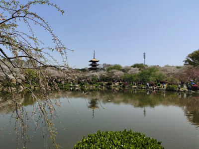 武汉东湖樱花园