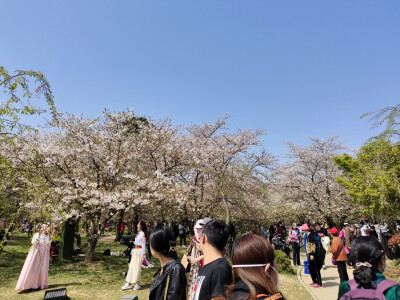 武汉东湖樱花园