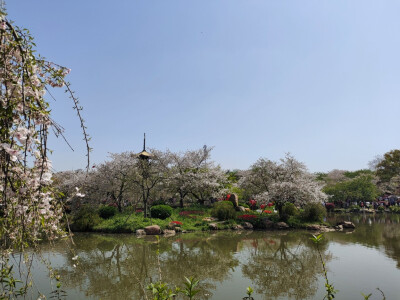 武汉东湖樱花园