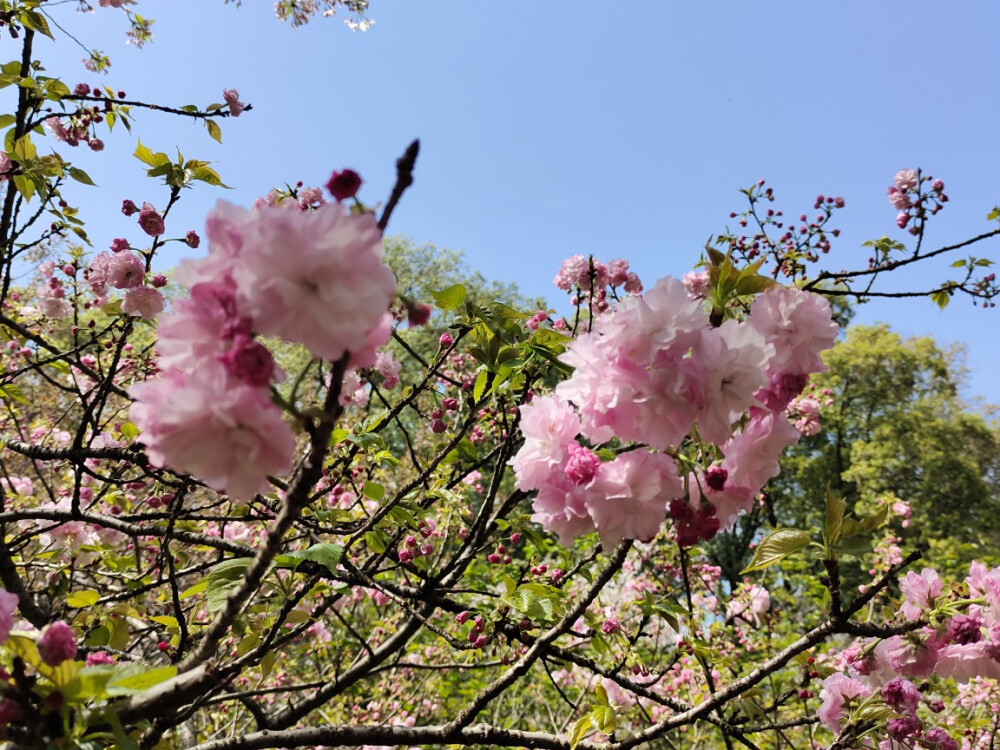 武汉东湖樱花园