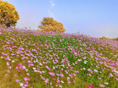 春天的花儿