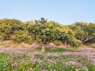 春天的花儿