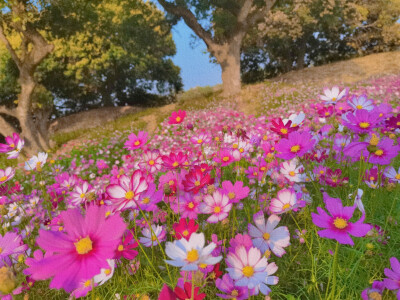 春天的花儿