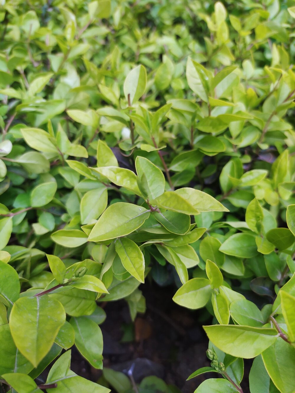 绿绿绿绿绿绿绿～ 嫩绿是春天的颜色