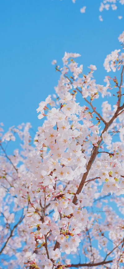 花朵壁纸