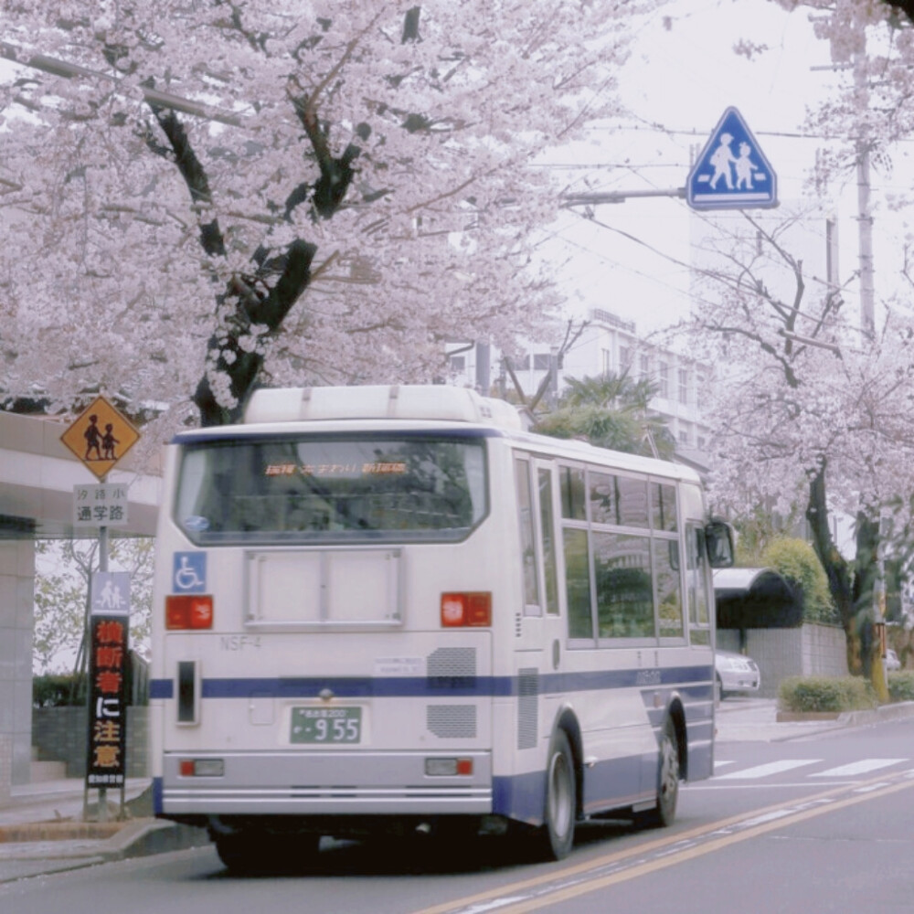 除了春天爱情还有樱花