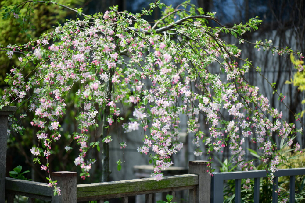 垂枝海棠路易莎
