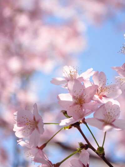 想了一百个关于春天的文案
都不及春天里满树花开的样子