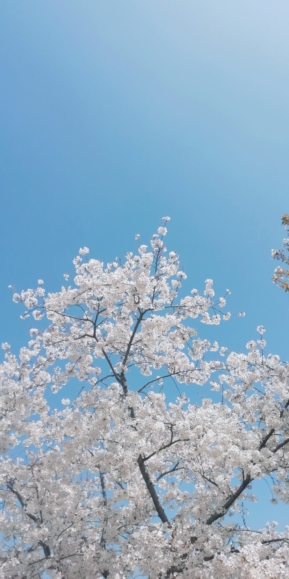 樱花/春日/踏青