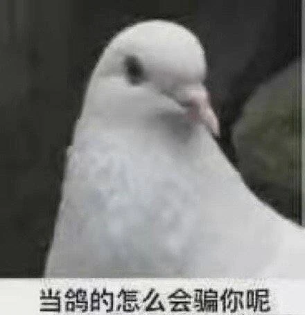 鸽子表情包不是人图片