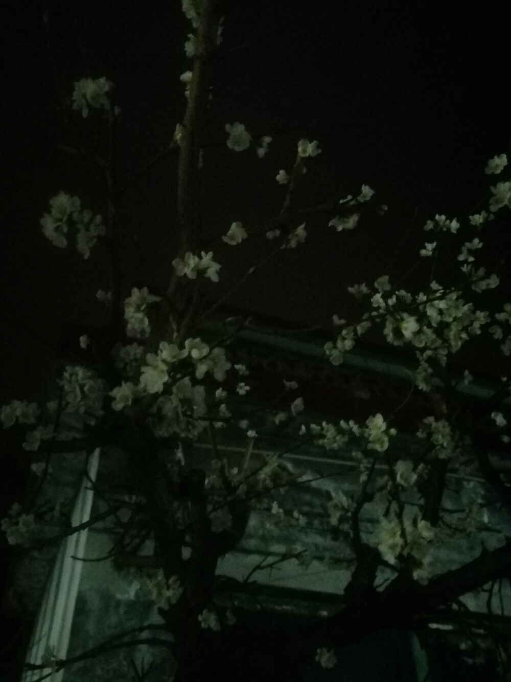 再黑的夜，也掩不住春的怒放