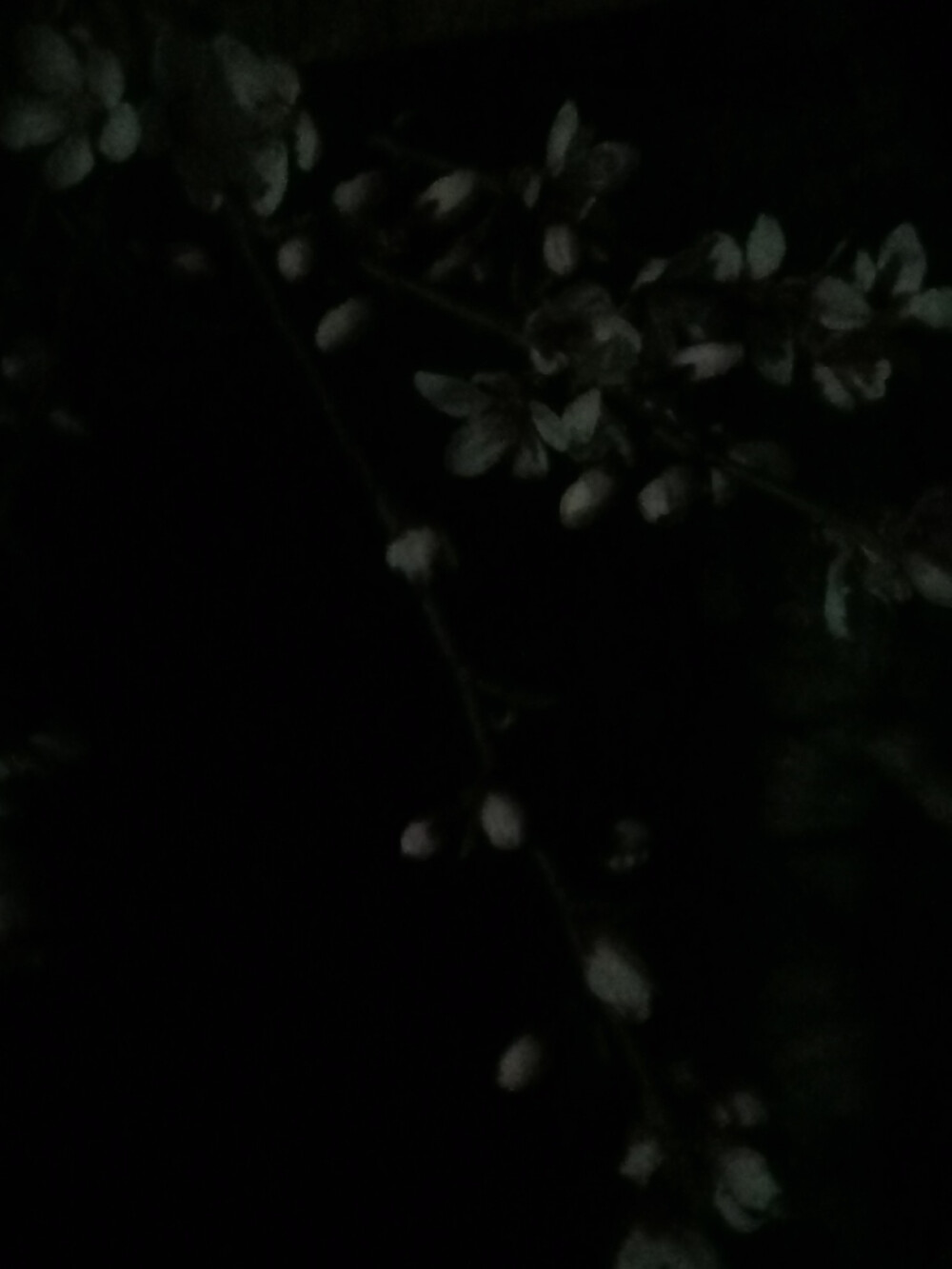 再黑的夜，也掩不住春的怒放