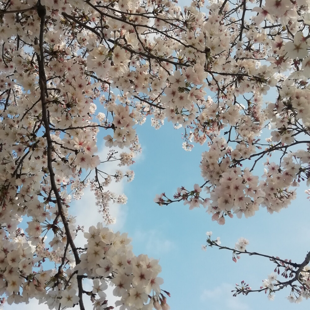 樱花烂漫