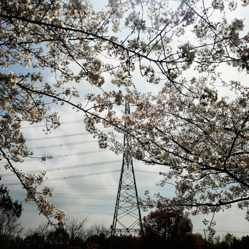 樱花烂漫