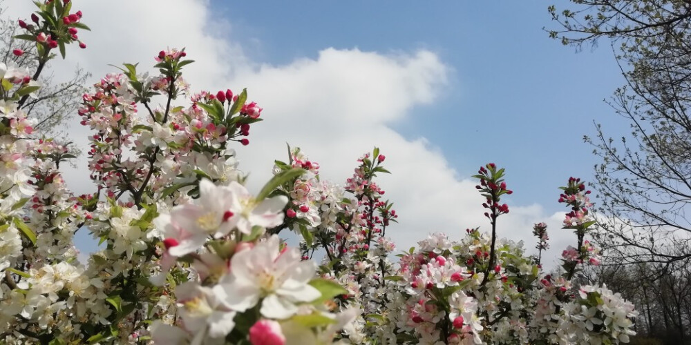 樱花烂漫