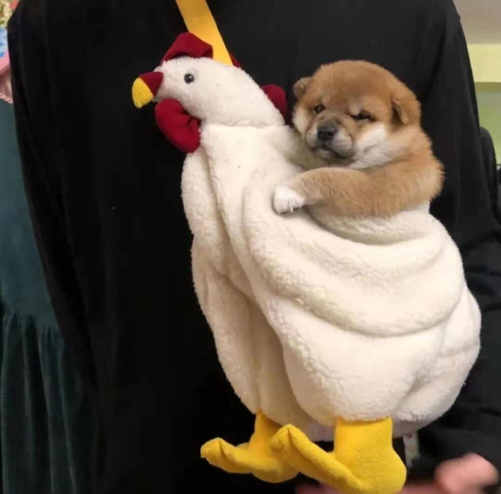 谢谢你狗子表情