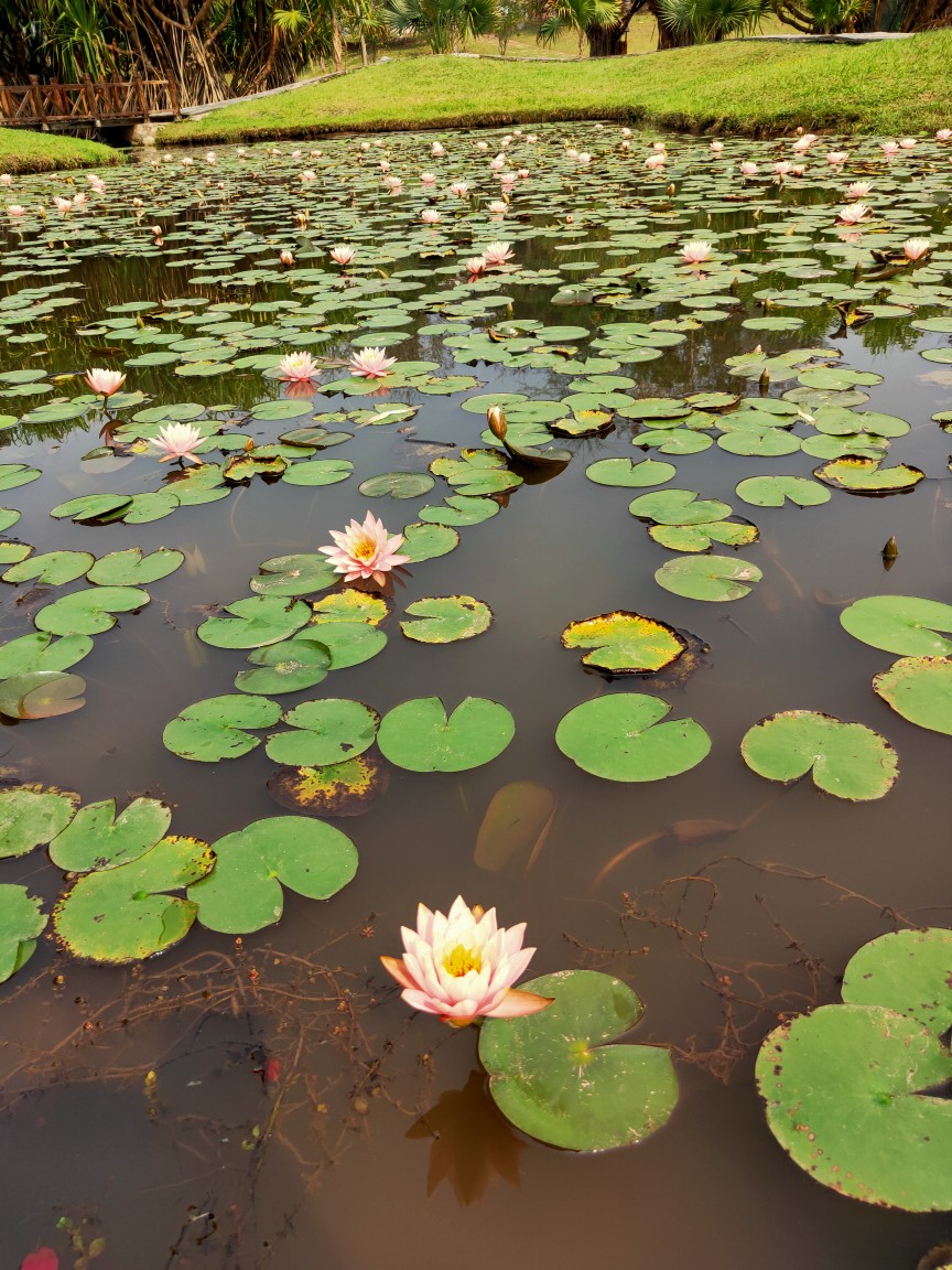 2021.3.27~勐仑植物园