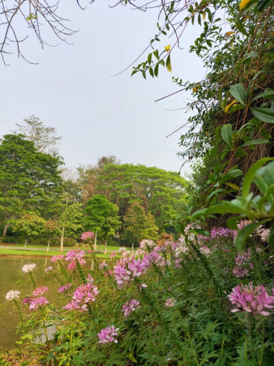 2021.3.27~勐仑植物园