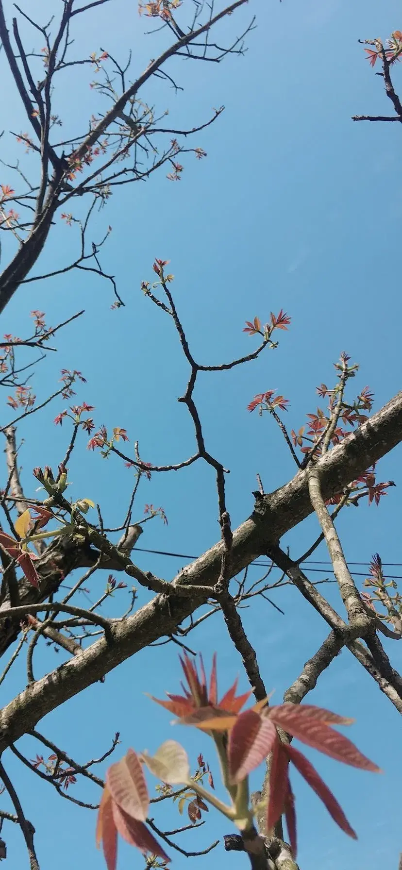 花草植物风景壁纸