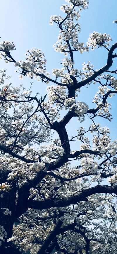 花草植物风景壁纸