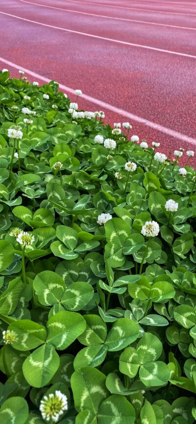 花草植物风景壁纸