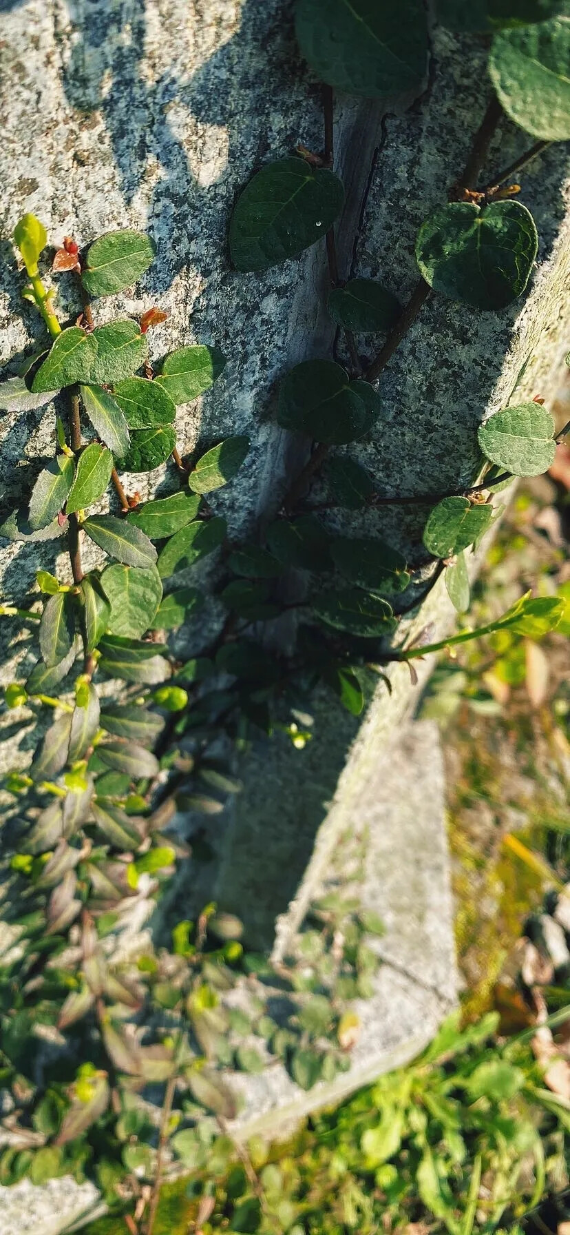 花草植物风景壁纸