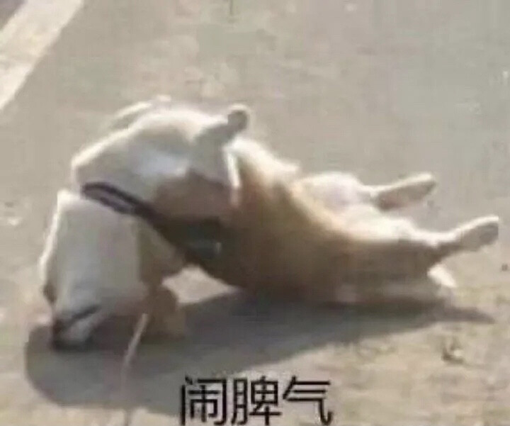 可爱 表情包