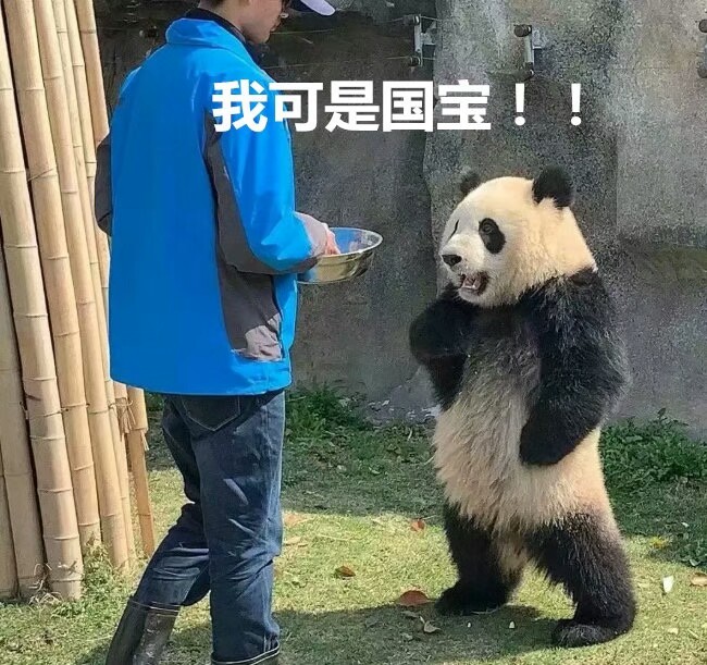 搞笑表情包聊天必備