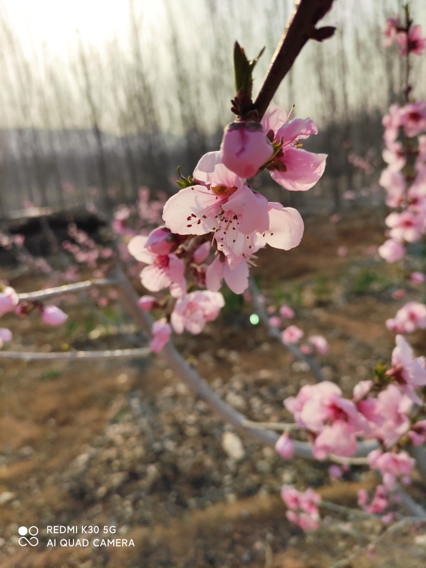 桃花