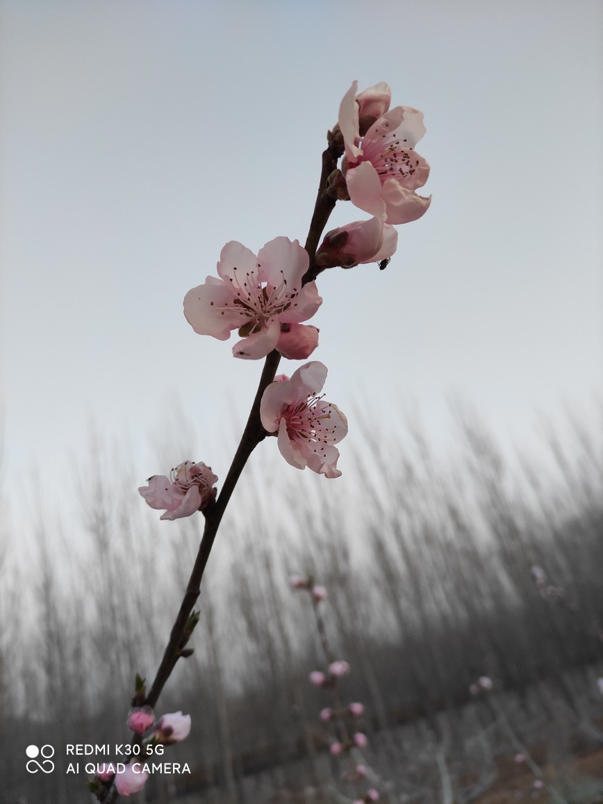 桃花朵朵开