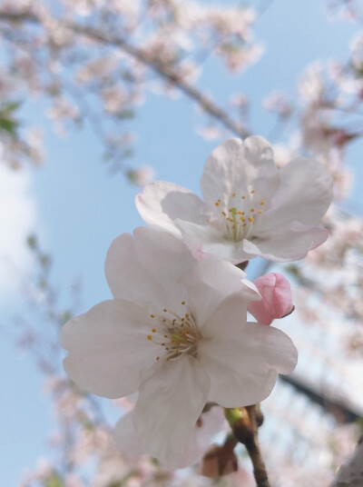 樱花季