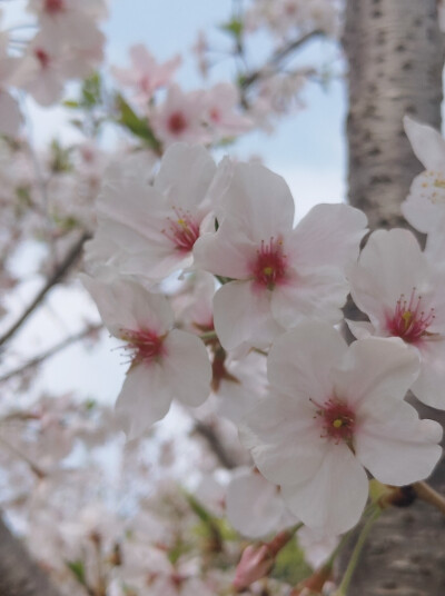 樱花季