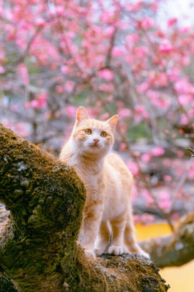 春色猫影 ~ 摄影 wb: @喵呜不停