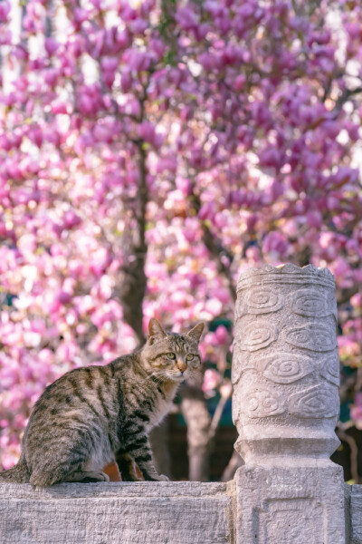 春色猫影 ~ 摄影 wb: @喵呜不停