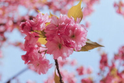 学校的樱花开喽～