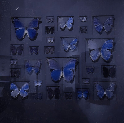 -
Butterfly Elf.
