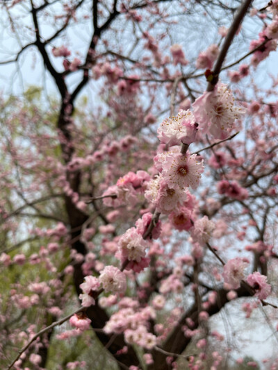 北京植物园