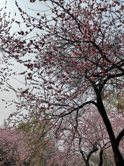 北京植物园