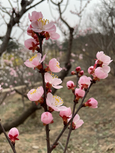 凤凰岭