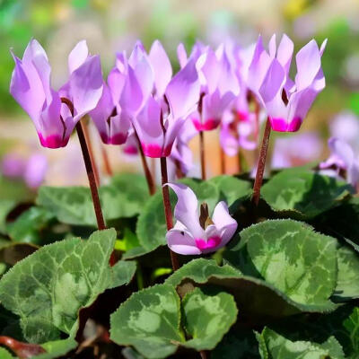 花花草草