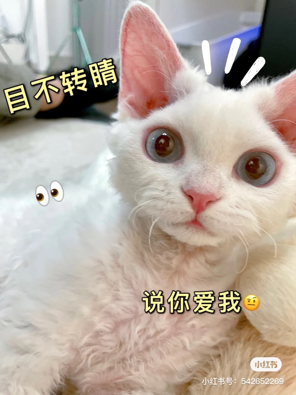 可爱的德文猫