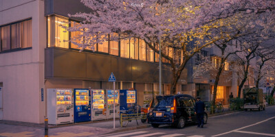 当枝头开满了樱花，浪漫便开始了（摄影师：kelvin李）