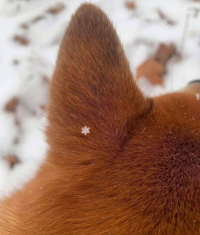 雪花