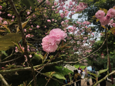 又到芳年赏樱季，云蒸霞蔚遍飞花。