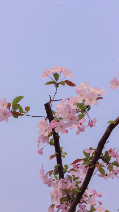 夏日壁纸