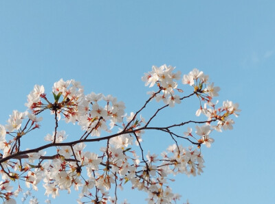 人间芳菲