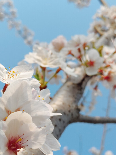 人间芳菲