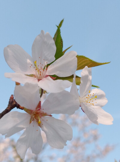 人间芳菲