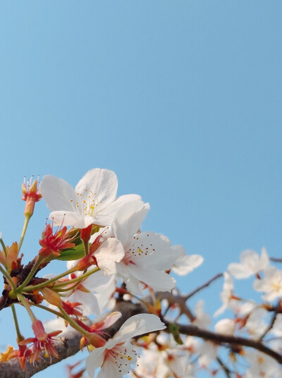 人间芳菲