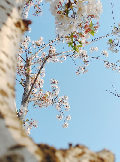 人间芳菲